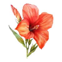 AI generated Musella flower watercolor isolated on transparent background png