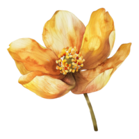 AI generated Musella flower watercolor isolated on transparent background png