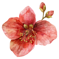 AI generated Musella flower watercolor isolated on transparent background png