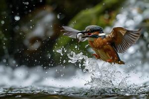 AI generated Kingfisher emerging from the water after driving to grab a fish.Generative Ai photo