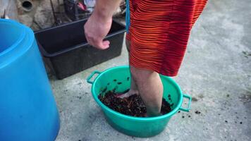 Traubentreten oder Trauben stampfen im traditionell Wein machen. Senior Farmer trennt Trauben von ein Bündel im traditionell Weg. Trauben sind mit Füßen getreten durch barfuß Mann zu Freisetzung Säfte und Start Fermentation video