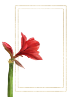 rosso amarillide fiori, steli e mini cuffie con oro telaio. hippeastrum pianta modello. mano disegnato digitale acquerello illustrazione floreale clipart per nozze, compleanno carta Stampa sfondo png