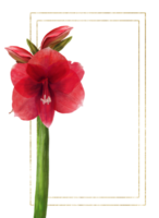 rouge amaryllis fleurs, tiges et bourgeons avec or Cadre. hippeastrum plante modèle. main tiré numérique aquarelle illustration floral clipart pour mariage, anniversaire carte impression Contexte png