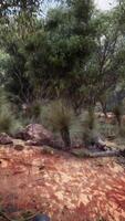 bomen en stenen in Australisch woestijn video