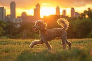 AI generated A standard poodle in full show trim prances through a lush field with a vibrant city skyline in the backdrop. photo