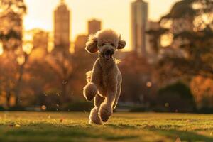 AI generated A standard poodle in full show trim gracefully prances and runs in a park with a city skyline in the background. photo