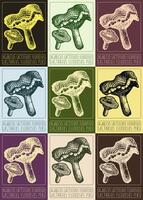 Set of vector drawing AGARICUS LACTIFLUUS FLEXUOSUS in various colors. Hand drawn illustration. The Latin name is LACTARIUS FLEXUOSUS PERS.