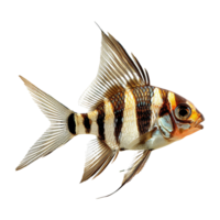 ai gerado banggai cardeal peixe isolado em transparente fundo png