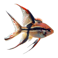 ai generado banggai cardenal pescado aislado en transparente antecedentes png