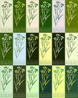 Set of vector drawing BUPLEURI RADIX in various colors. Hand drawn illustration. The Latin name is BUPLEURUM SCORZONERIFOLIUM WILLD.