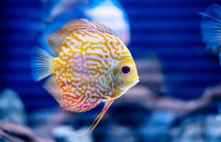 discus fish in aquarium, tropical fish. Symphysodon discus from Amazon river. Blue diamond, snakeskin, red turquoise and more photo