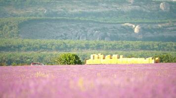 ape prova su il mezzi di trasporto piattaforma nel lavanda campo. lavanda impollinazione e miele raccolta, vitale per apiari, biologico ciclo. lento movimento video