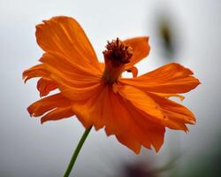 Flower photo,Beautiful flowers images,Flower images wallpapers,Flower Photography photo