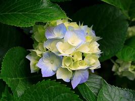 Flower photo,Beautiful flowers images,Flower images wallpapers,Flower Photography photo