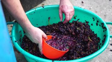 druiventrappen of druiven stampen in traditioneel wijn maken. senior boer scheidt druiven van een bundel in traditioneel manier. druiven zijn vertrapt door blootsvoets Mens naar vrijlating sappen en beginnen fermentatie video