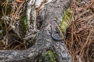 Five-lined skink closeup photo