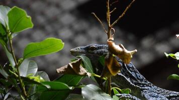 bleu arbre moniteur ou à points bleus arbre moniteur ou varanus macraei lézard dans une zone humide - varanus macraei video