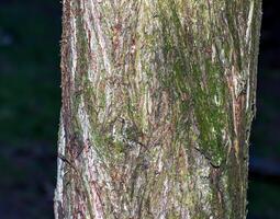 ladrar textura de platycladus orientales, alias chino tuya, oriental árbol de la vida, o biota foto