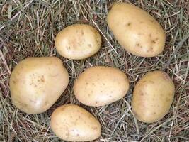 Potatoes on wooden background video