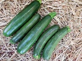 zucchine nel il giardino video