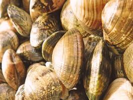 Clams on wooden background video