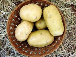 Potatoes on wooden background video