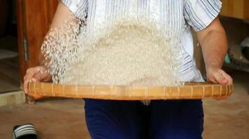 Hand picking uncooked rice grains from a pile, Farmer threshed rice to remove chaff, selects the impurity out off the grain jasmine rice seed by traditional hand process video