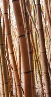 caminhando dentro bambu floresta com dourado phyllostachys vivax aureocaulis, fechar acima Visão video