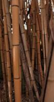 Walking in bamboo forest with golden Phyllostachys Vivax Aureocaulis, close up view video