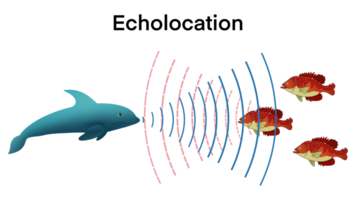 animação do biologia, ecolocalização dentro golfinhos, golfinhos caçar seus presa de fazer Alto arremessado sons e ouvindo para ecos, biografia sonar som detectar objeto localizar a medida presa onda refletir png