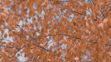 Herbst Hintergrund mit Gelb Herbst Blätter gegen Blau Himmel. Konzept Herbst, September oder Oktober. video