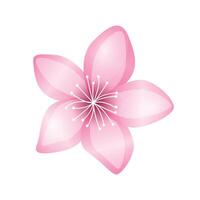 Vector akura flower icon delicate cherry blossom petals spring motives