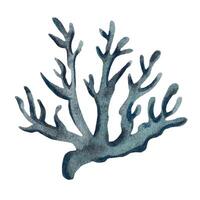 Blue corals. Watercolor illustration vector