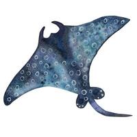 Blue stingray. Watercolor illustration vector