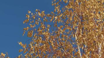 bétula coroa com amarelo folhas contra azul céu. natural abstrato fundo. video