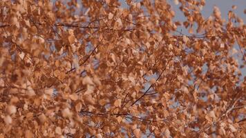 colorato autunno le foglie contro un' blu cielo. giallo betulla le foglie e blu cielo con bellissimo bokeh. video