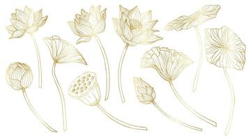 Lotus vector set. Linear drawing with flowers and leaves in golden colors. Engraved illustration of water lily in outline style for spa or Zen design. Monochrome etching for icon or logo