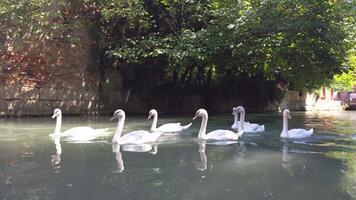 cisnes en el agua video