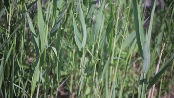 Arundo Donax, verbreitet Stock Das wächst spontan video