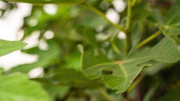 Fig leaves detail video