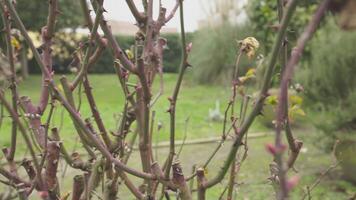 rozenkrans bladeren in winter 3 video