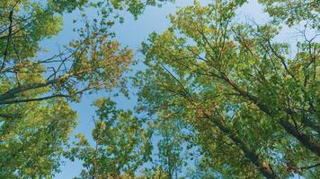 chêne branches avec vert et Jaune feuilles dans parc. chêne l'automne feuilles. Jaune Orange chêne feuilles contre bleu ciel. video