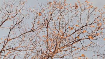 Orange l'automne chêne feuilles sur une arbre. l'automne chêne feuilles, peu profond se concentrer. chêne bosquet. chaud ensoleillé journée. video