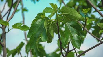 Fig leaves detail video