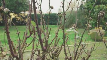 Rosary leaves in winter 4 video