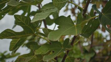 fig bladeren detail in natuur video