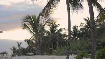 großartig Sonnenuntergang Himmel hinter das Silouette von das Palme video