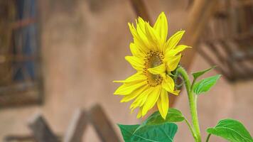 Flower grows abandoned urban environment video