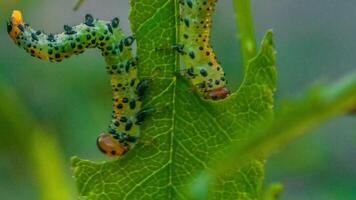 Arge ochropus or Arge pagana on a rose leaf 6 video