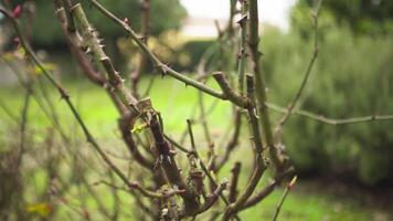 rozenkrans bladeren in winter video